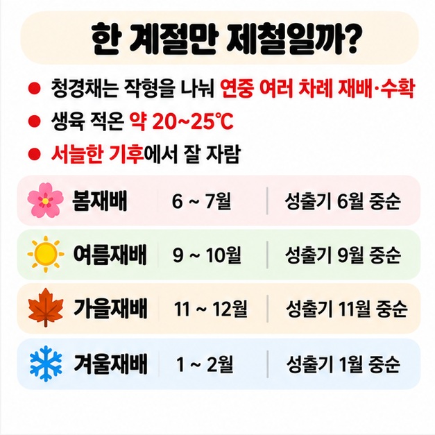 청경채 봄재배 여름재배 가을재배 겨울재배의 수확기와 성출하기를 계절별로 보여주는 카드