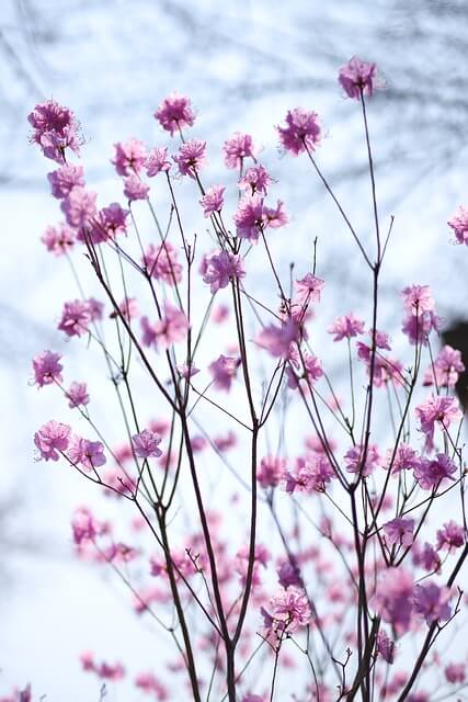 창녕 화왕산 진달래 