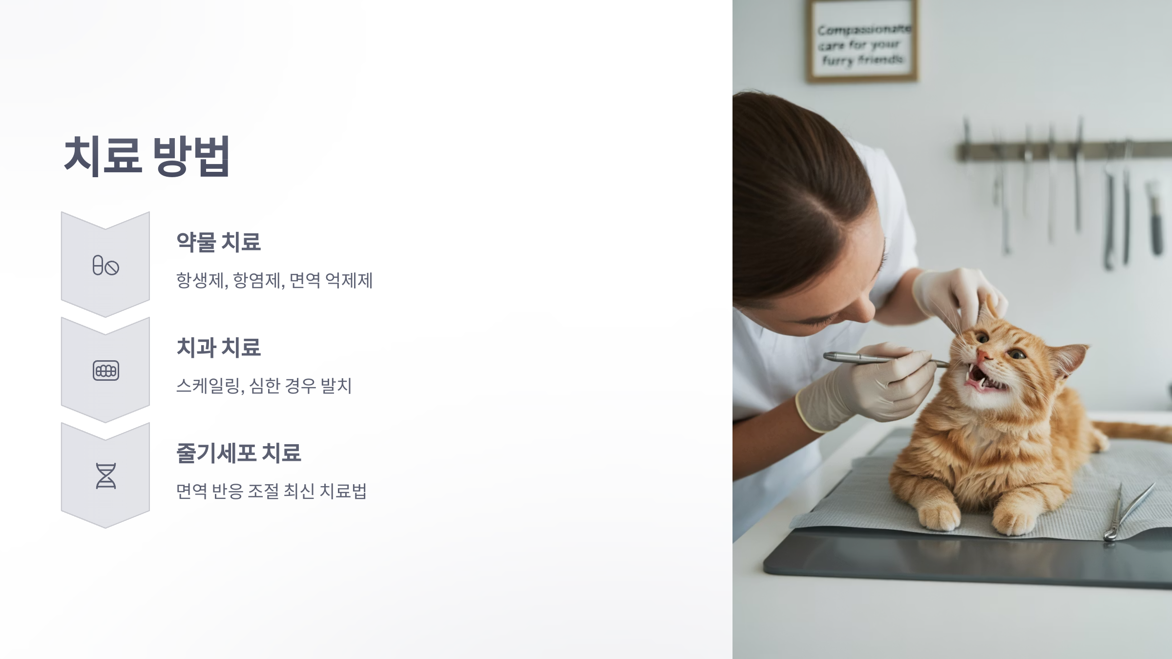 참조-고양이-구내염-4