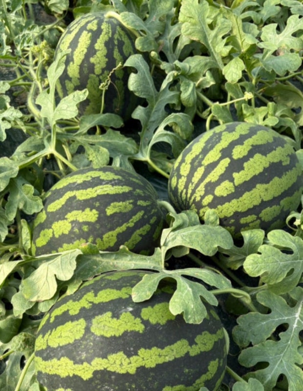 수박-줄무늬체크