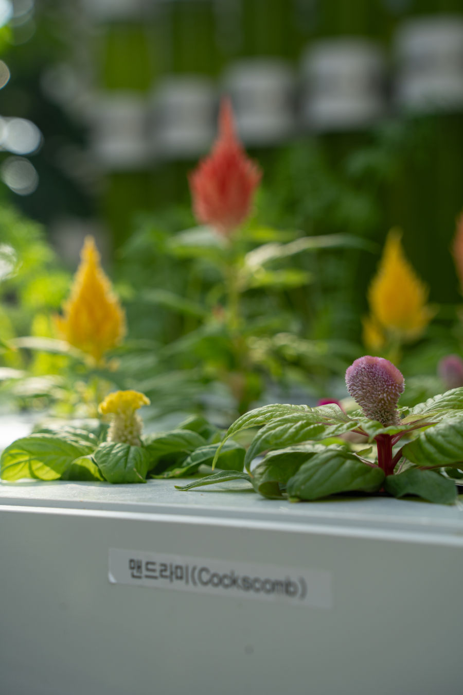 국립 농업 박물관 식물원