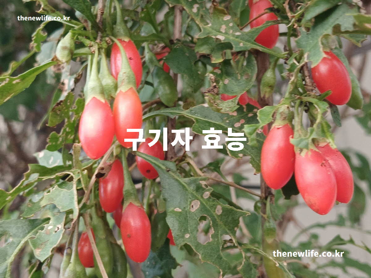 구기자 효능 대표 실사진