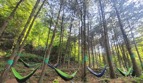 영주 국립산림치유원 해먹명상