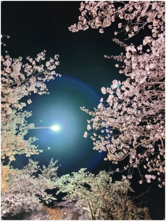벚꽃 축제 