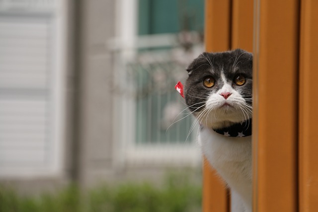사랑스러운 외모와 성격의 친근하고 조용한 고양이, 스코티시 폴드