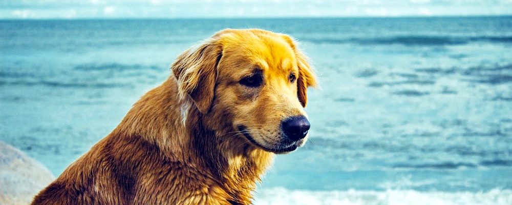 강아지 광견병 증상 1