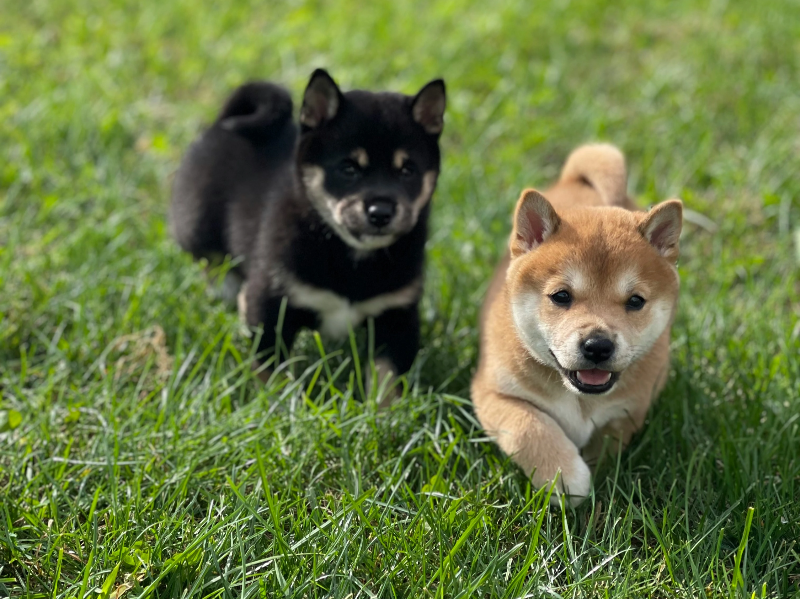 잔디위에서 놀고있는 강아지들