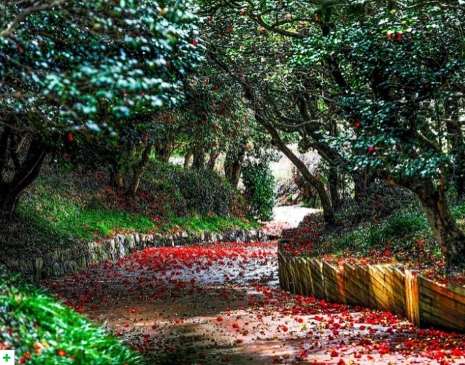 동백꽃 명소 동백나무 숲 명소 TOP 10