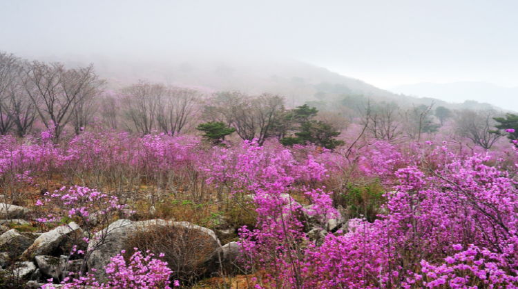 비슬산 참꽃축제