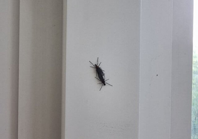 러브버그 퇴치 및 예방법