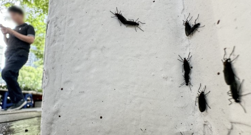 러브버그 퇴치방법 출몰시기 익충 수명 총정리