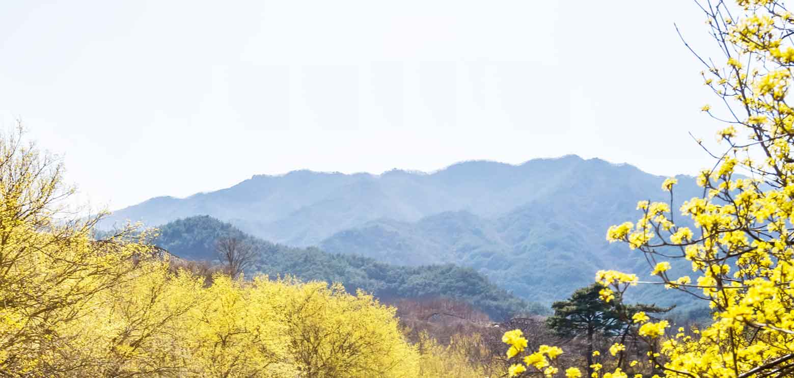 구례산수유