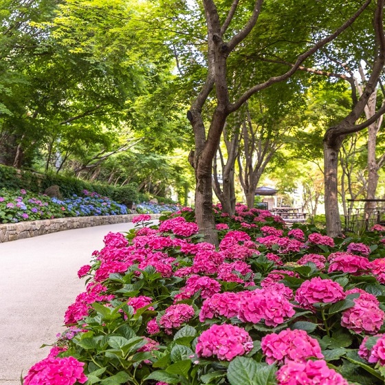 화담숲 수국 축제