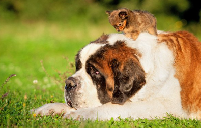 세인트 버나드와 아기 고양이.