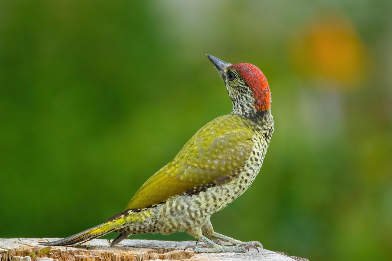 녹색딱따구리 관찰 가이드