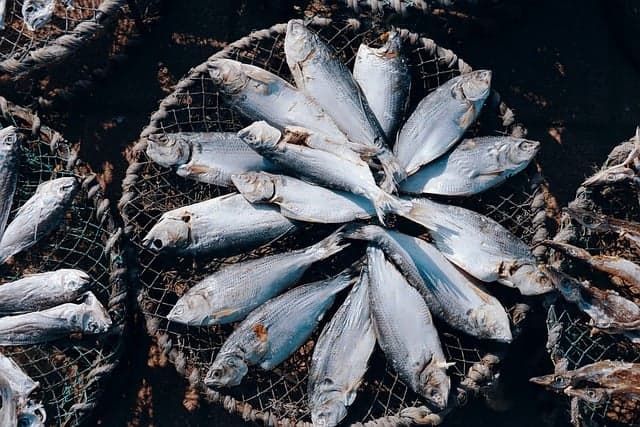 🐟 생선은 어떻게 보관해야 가장 신선할까?