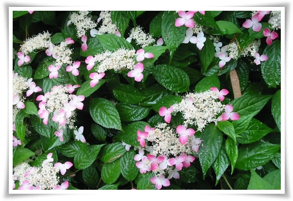 "산수국" 아름다운 매력을 한껏 간직하고 있는 여름 대표 꽃!