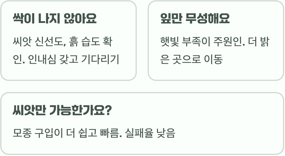 에키네시아 키우기&amp;#44; 씨앗부터 꽃 피우기까지 A to Z
