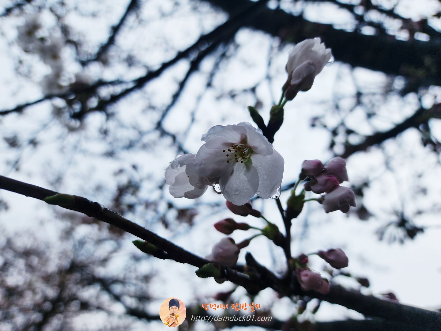 운중천 벚꽃