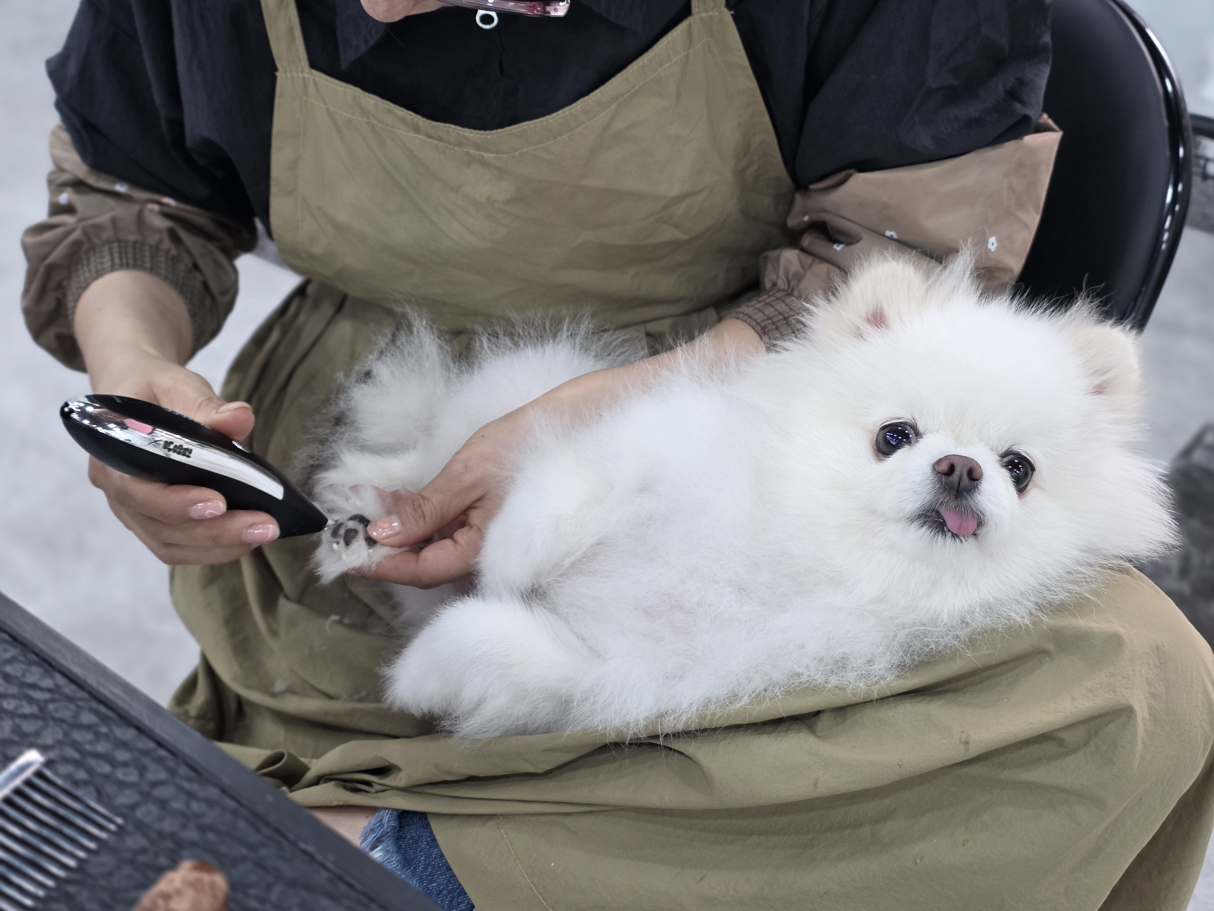 목동강아지미용학원