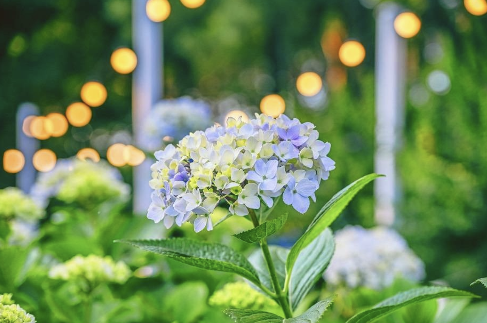 장생포 수국축제