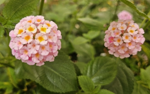 가을에 피는 꽃 란타나