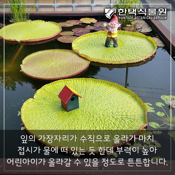 생방송 오늘저녁 희귀 식물의 천국에 핀 여름 꽃 소개 방송
