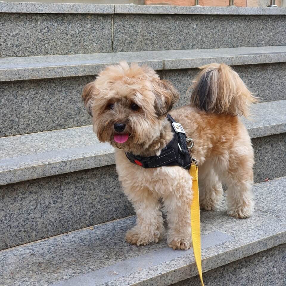 계단 위 강아지