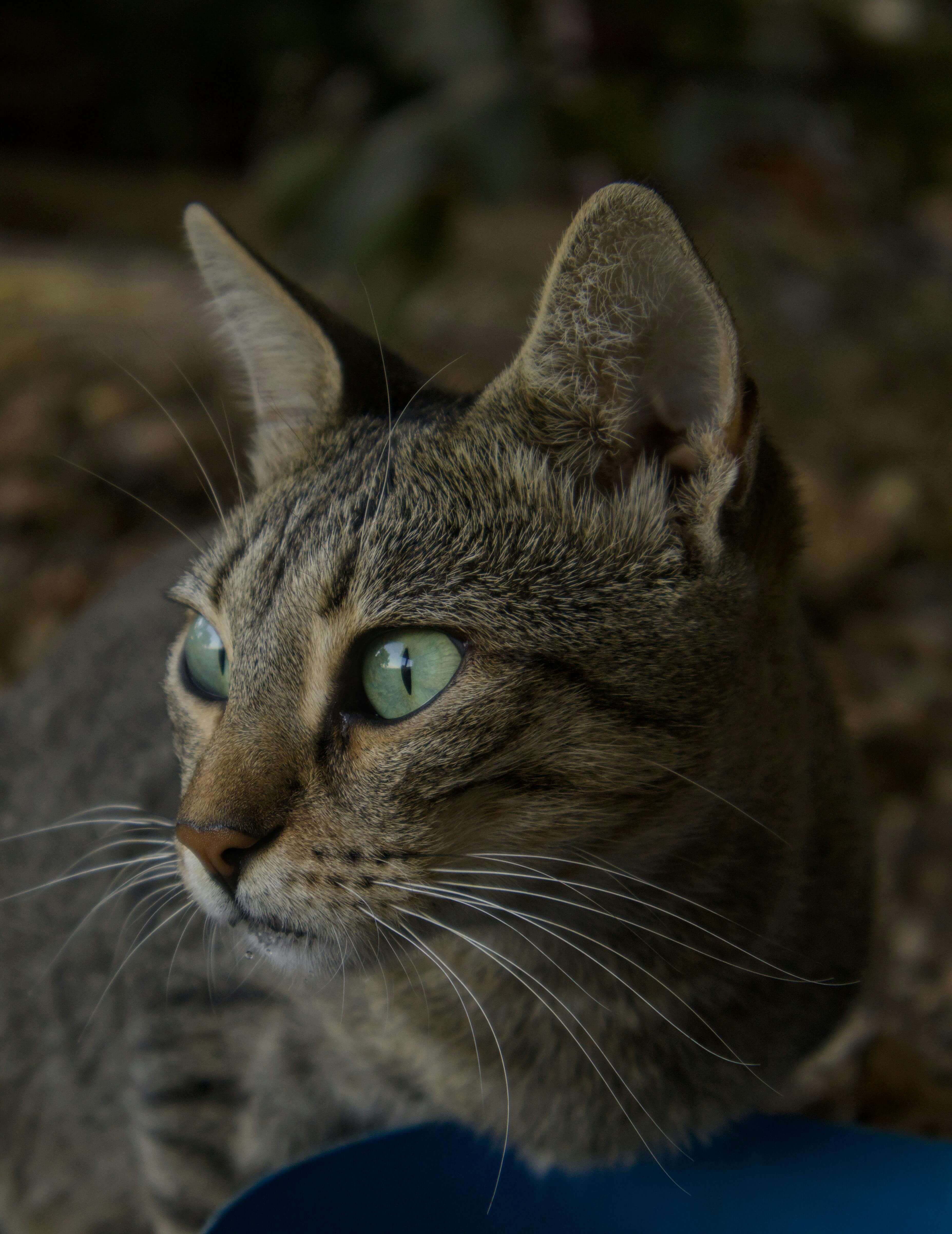 삵 서식지를 지키는 시민단체들의 노력