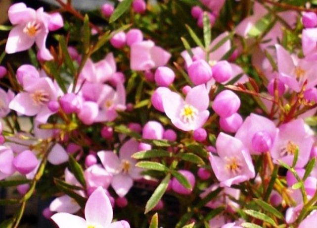 보로니아 피나타