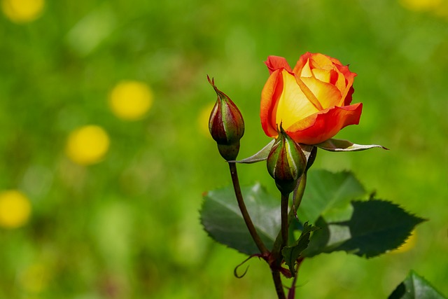 곡성 장미축제20