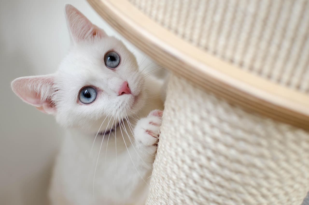 고양이 털 빠짐, 단순 계절 현상일까요? 원인부터 관리까지 완벽 정리