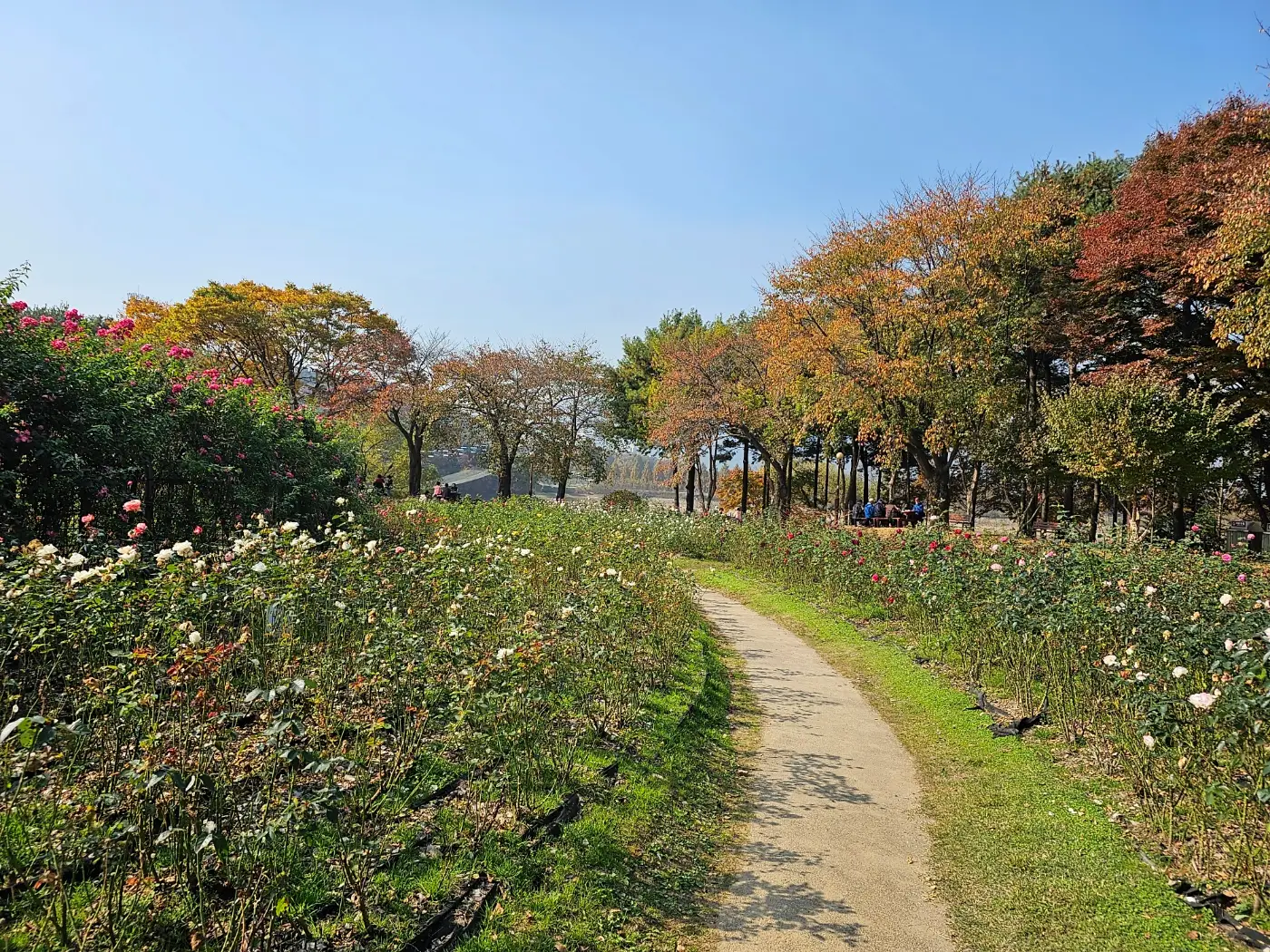 서울대공원 테마가든(장미원)