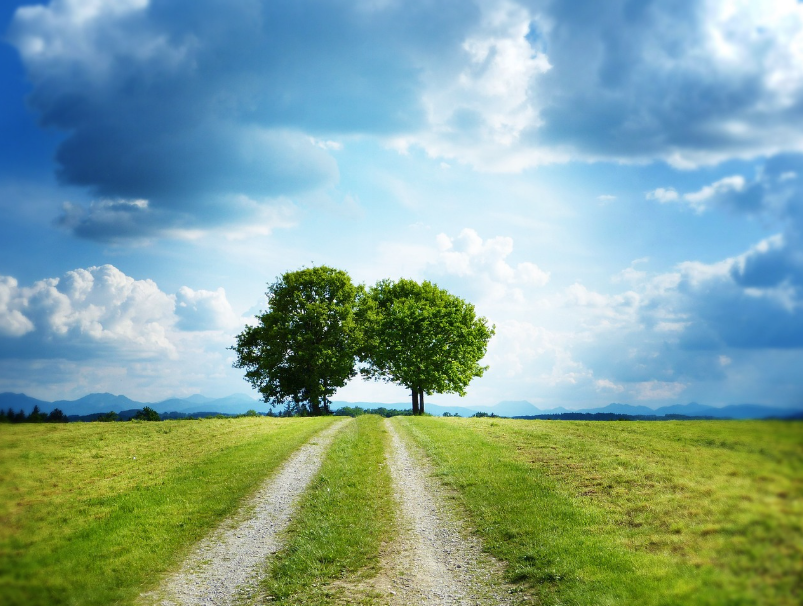 두 나무가 곧게 뻗어 자란 사진