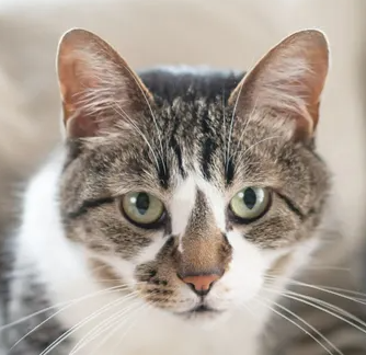 고양이가 자주 울게 되거나 울음소리가 바뀌면 주의해야 할 병