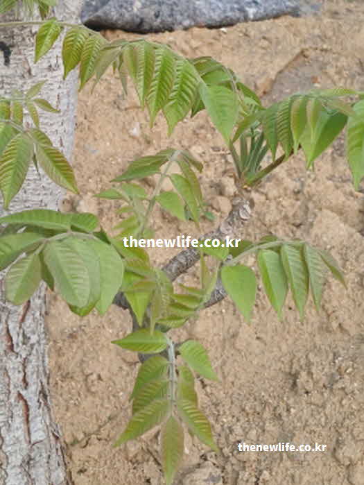 가죽나물 효능 요리법 미량 독성