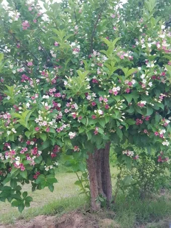 병꽃 무늬병꽃 삼색병꽃 붉은병꽃 아름다운 꽃 종류_6