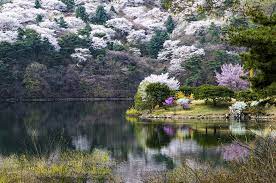 봄 나들이 벚꽃