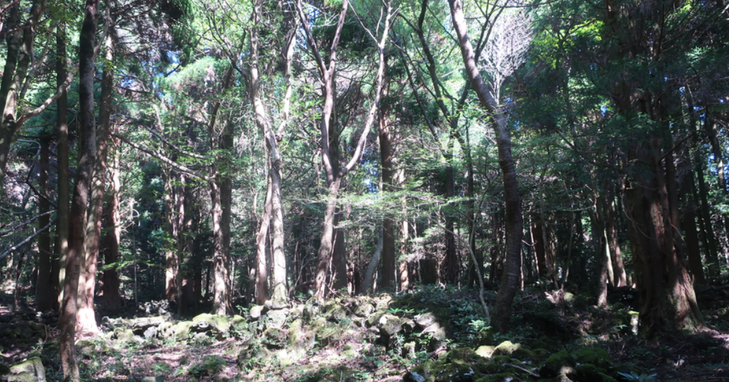 서귀포 치유의 숲