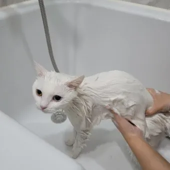 고양이 쉽게 목욕하는 방법과 준비 요령_13