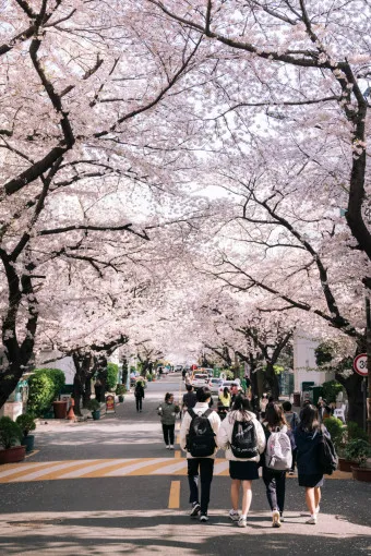부산 벚꽃 명소 추천 숨겨진 뷰포인트_16