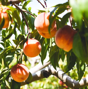 복숭아 효능 부작용 칼로리