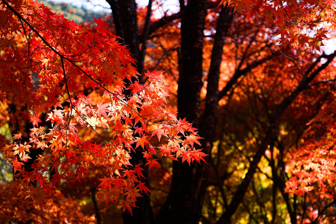Autumn