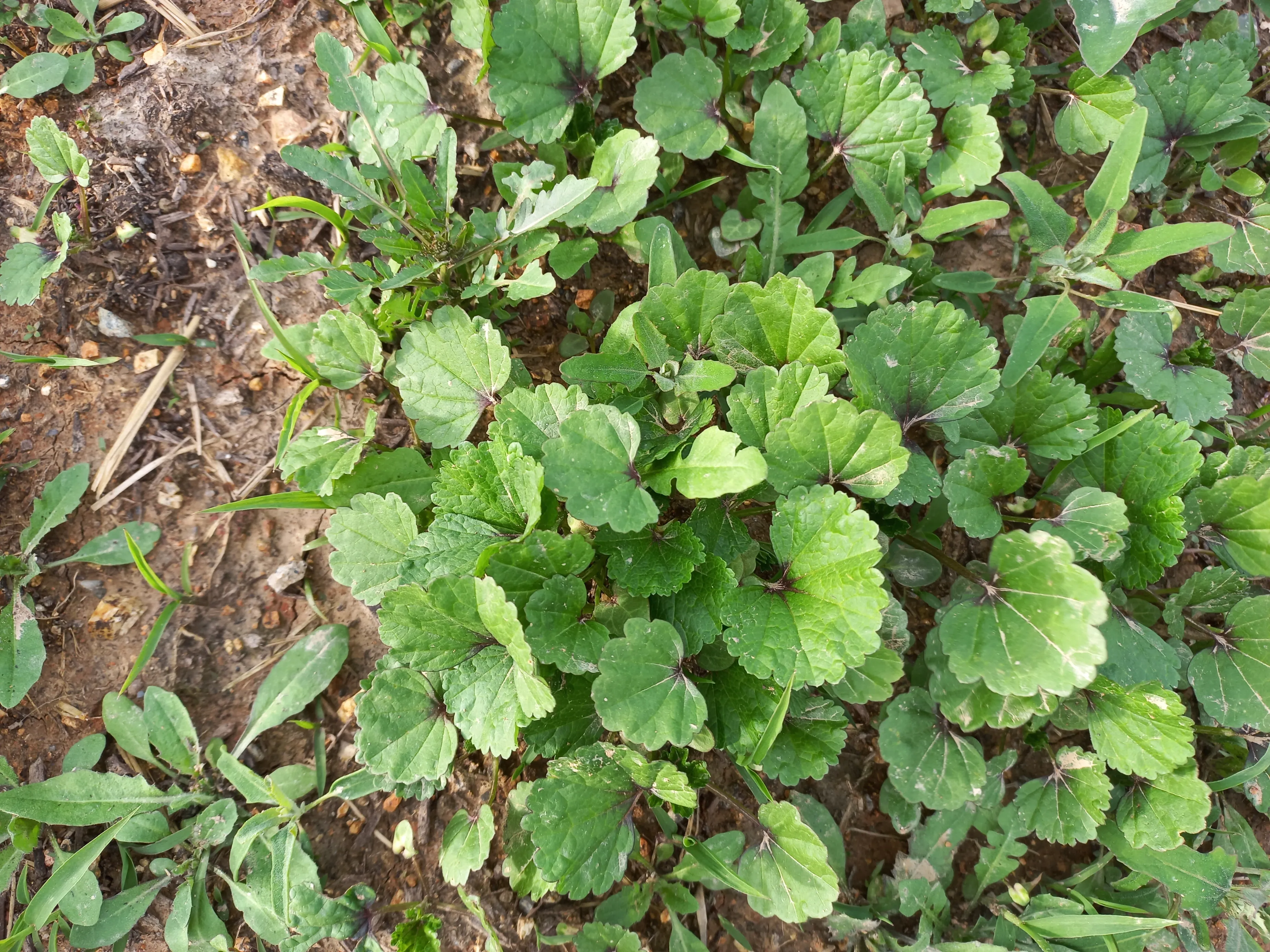 아욱 재배 텃밭 초보 직파 심기 병충해 적음_9