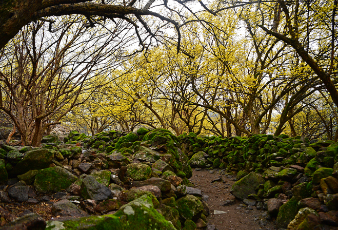 구례 산수유1