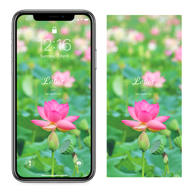 06 연꽃밭 C - Lotus 연꽃배경화면