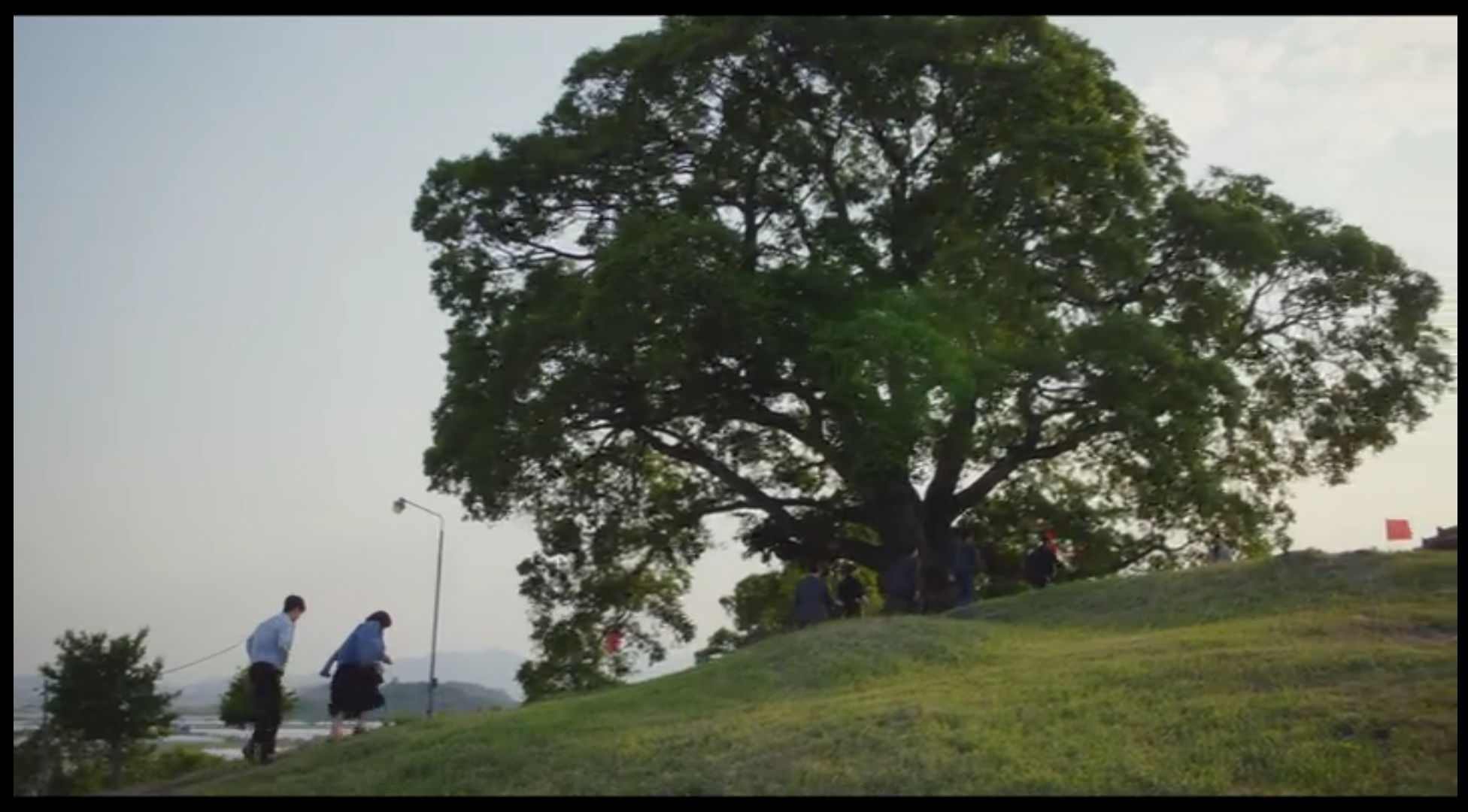 이상한 변호사 우영우 드라마 촬영지 (팽나무, 웨딩, 낙조, 제주도) 제주 돌고래 출몰지역 스팟