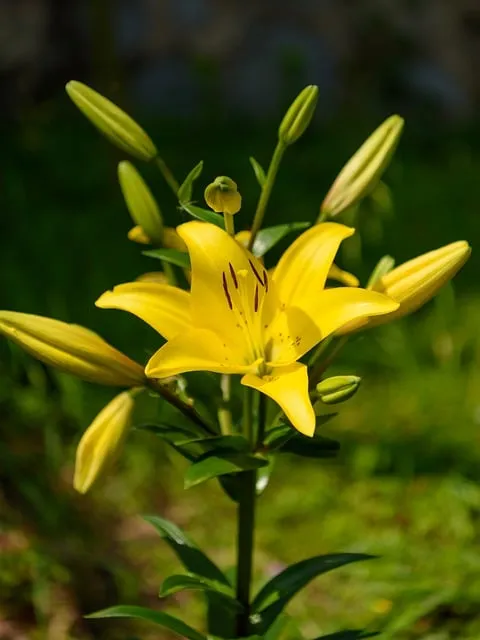 텃밭 가꾸기 모종 선택 파종 시기 물주기 비료 초보 가이드_3