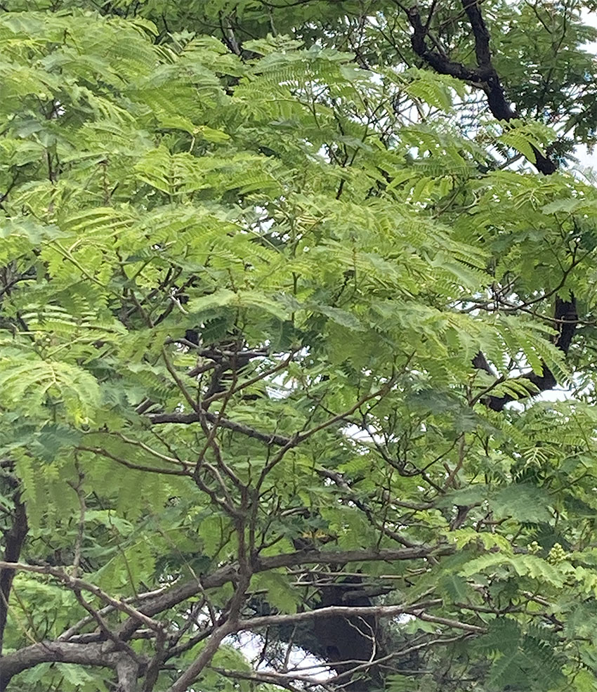 자귀나무