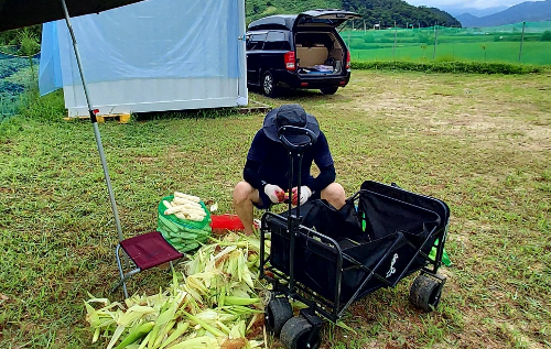 컨테이너 옆에서 옥수수 손질